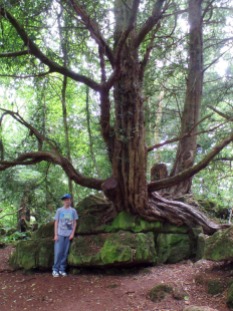A magical tree at Puzzlewood